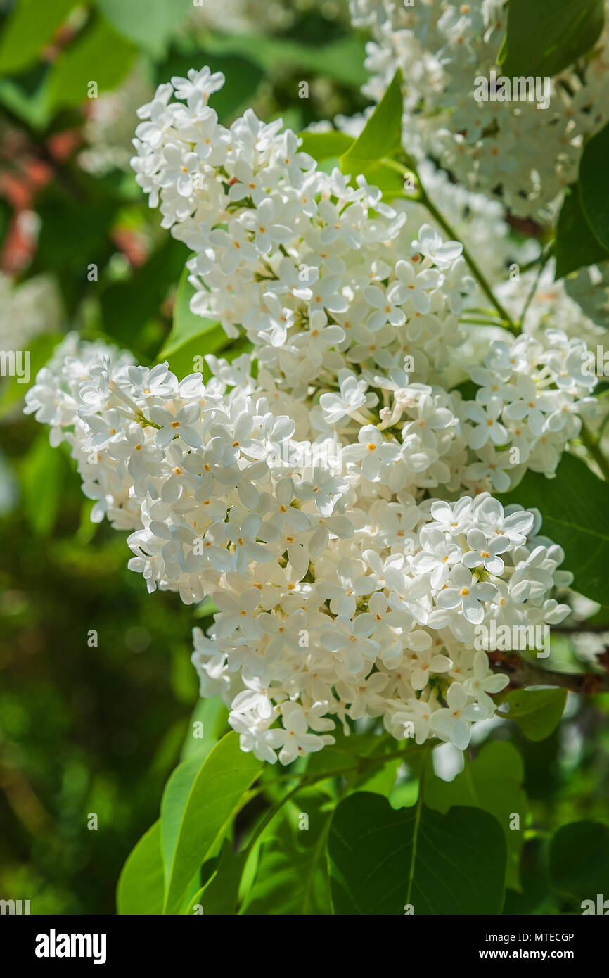 Blüte weiß Flieder (Syringa vulgaris), Oberbayern, Bayern, Deutschland Stockfoto