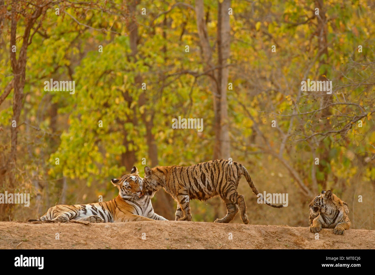 Bengal Tiger (Panthera tigris tigris), tigerin mit zwei Jungen, auf dem Boden liegend, Bandhavgarh Nationalpark, Madhya Pradesh Stockfoto