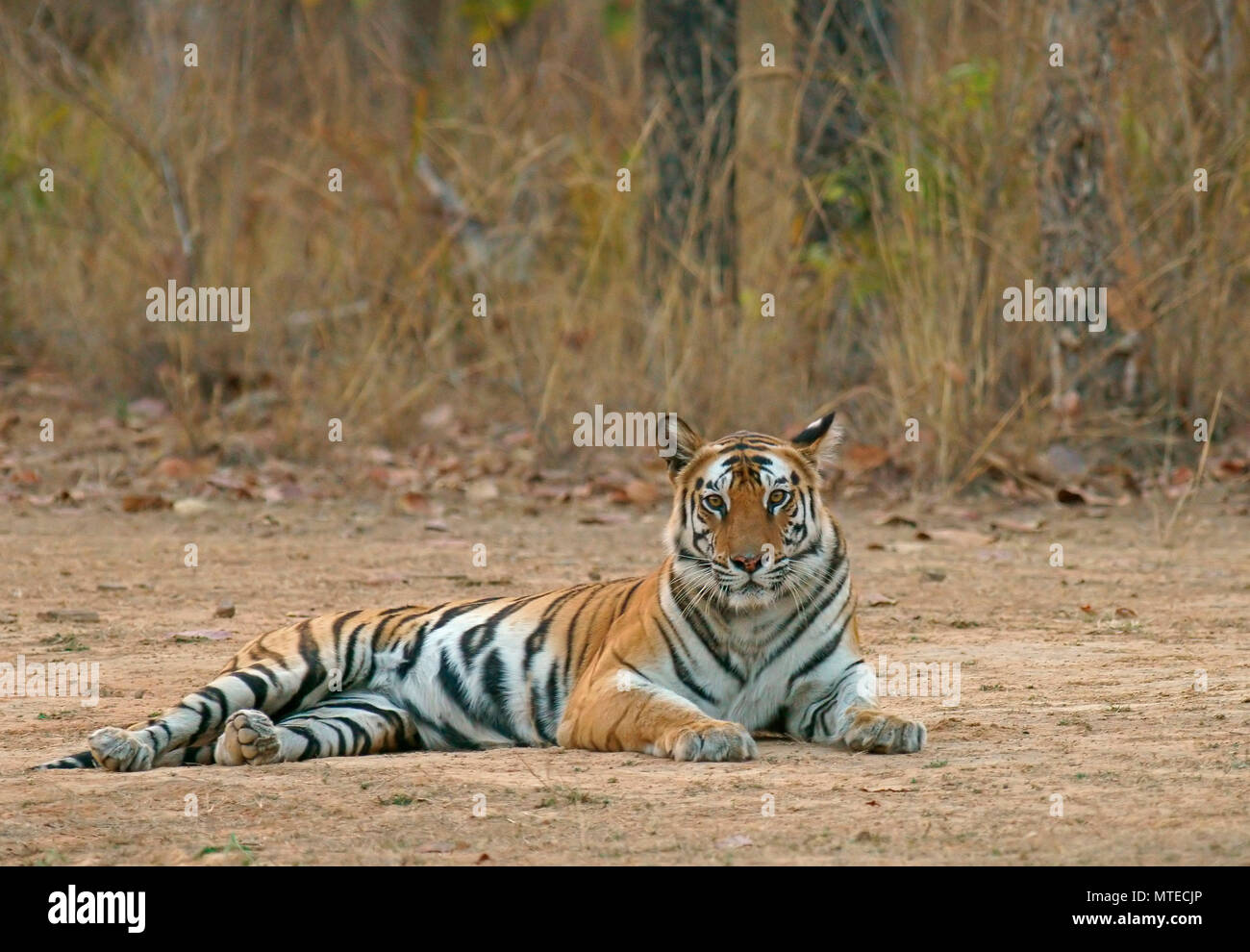 Bengal Tiger (Panthera tigris tigris), ruht aufmerksam auf den Boden, Bandhavgarh Nationalpark, Madhya Pradesh, Indien Stockfoto