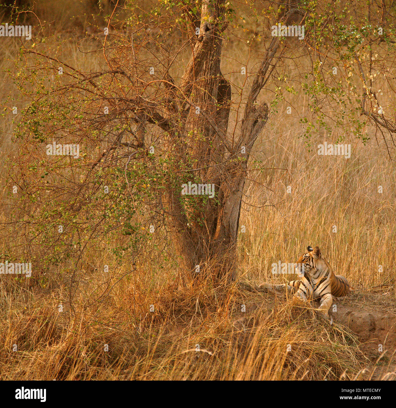 Bengal Tiger (Panthera tigris tigris), unter Baum, alert ruhend, Kanha Tiger Reserve, Indien Stockfoto