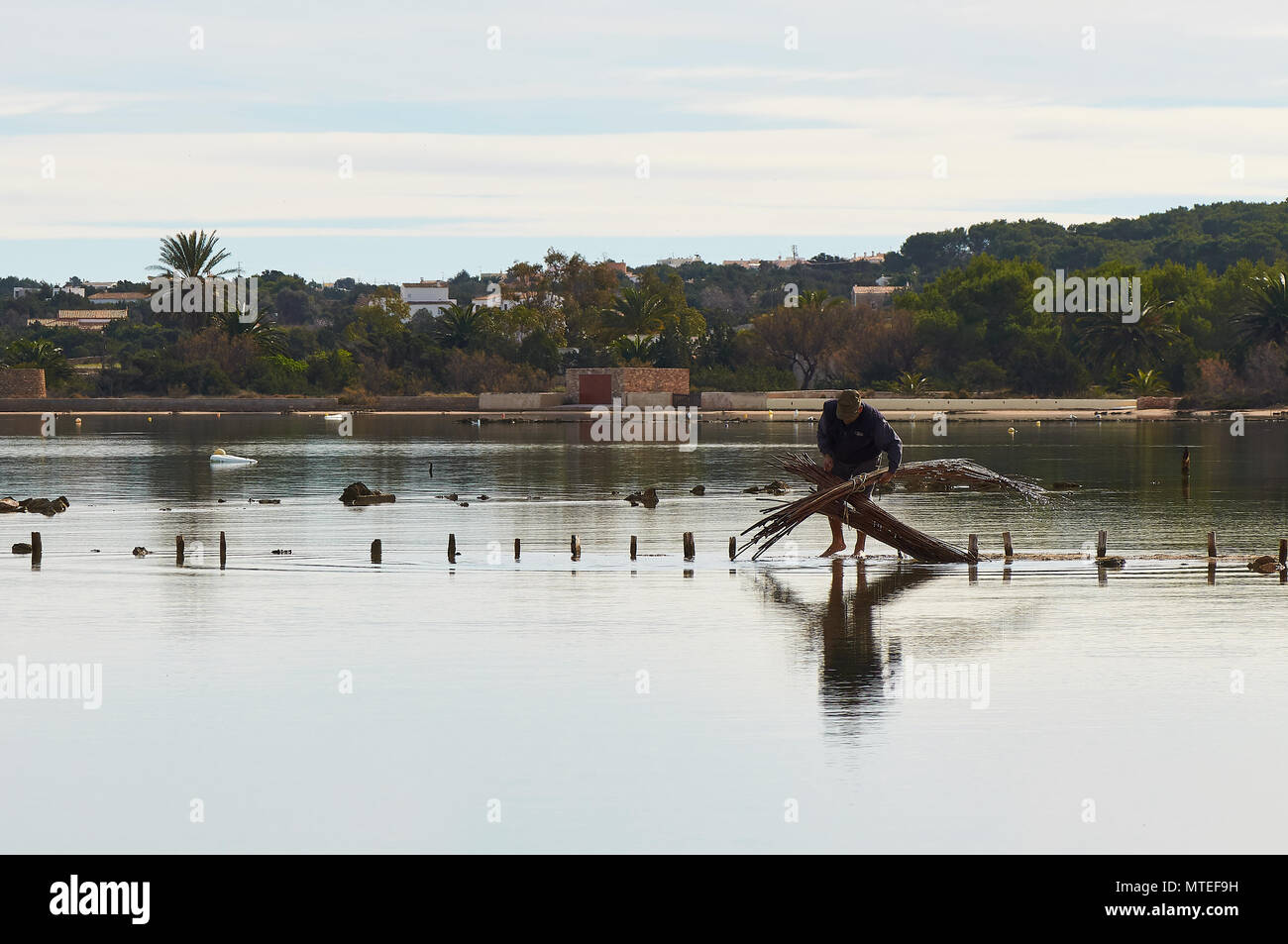 Landsmann submersing ein Reed Hammer zu erhalten, ihn am Estany des Peix marine Lagune in Ses Salines Naturpark (Formentera, Balearen, Spanien) erweichen Stockfoto