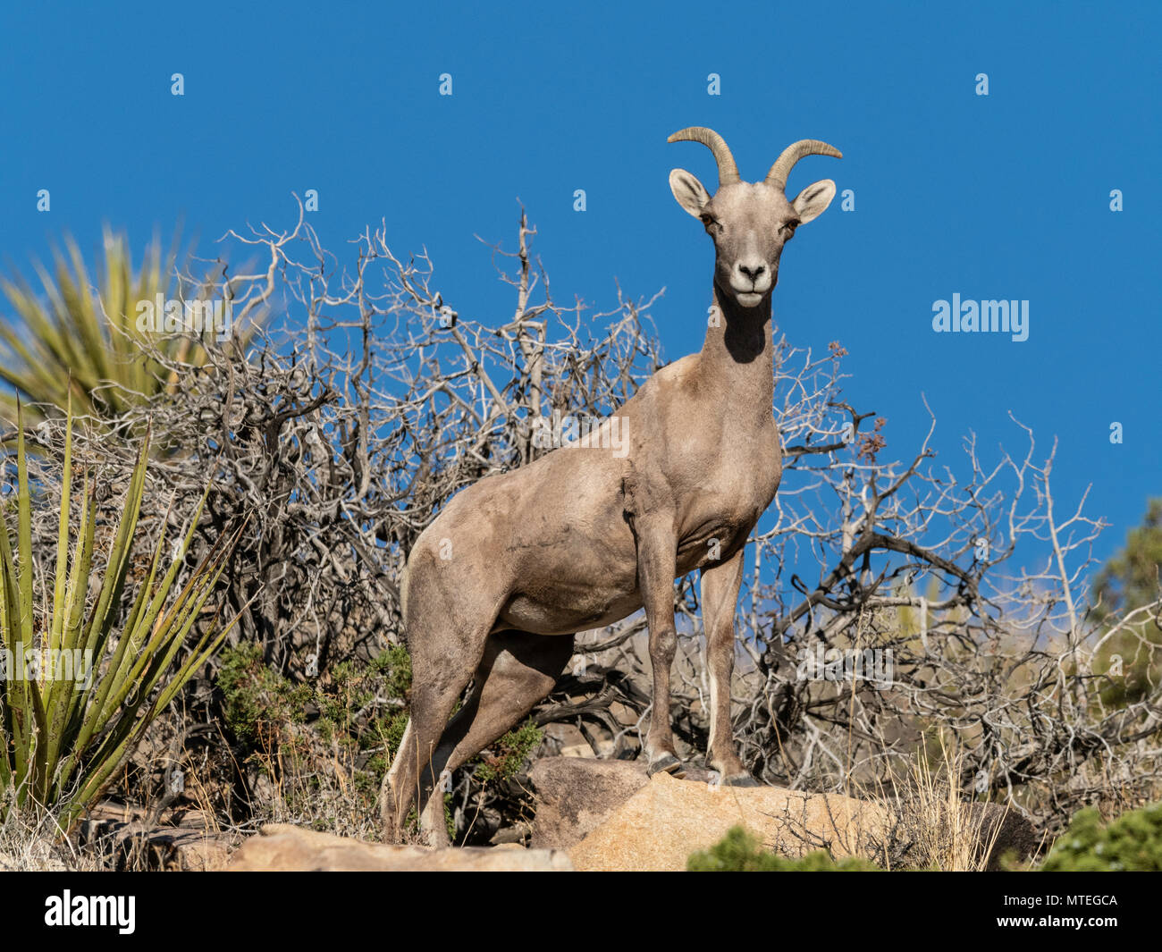 Ein erwachsenes Weibchen desert Bighorn Schaf, Ovis canadensis nelsoni auf Split-Rock Trail im Joshua Tree National Park, Kalifornien, USA Stockfoto