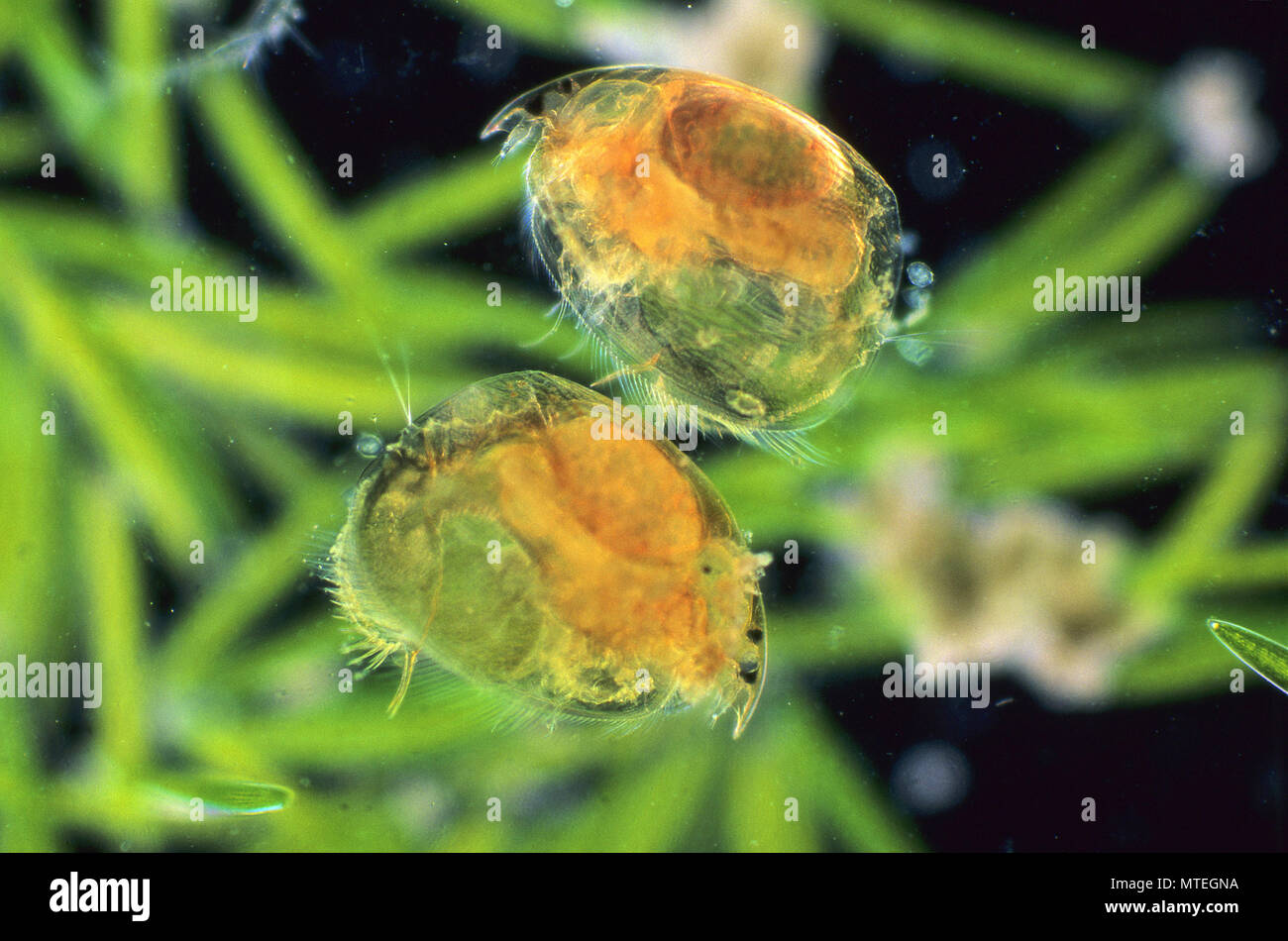 Daphnia pulex. Wasser floh mit Eiern. Copepoden. Krebstiere. Wirbellose. Optische Mikroskopie Stockfoto