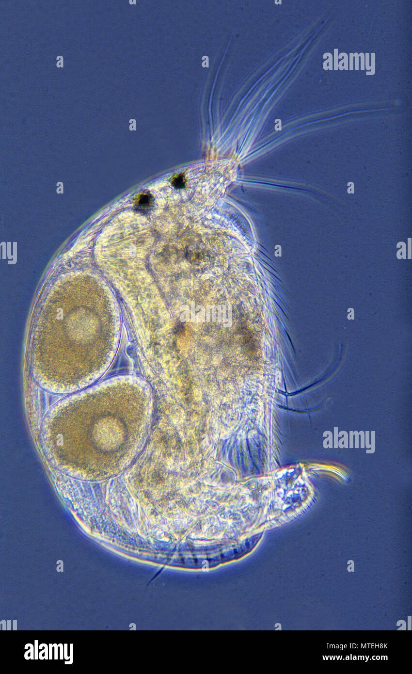 Alona sp. Wasser floh mit Eiern. Copepoden. Krebstiere. Wirbellose. Optische Mikroskopie Stockfoto