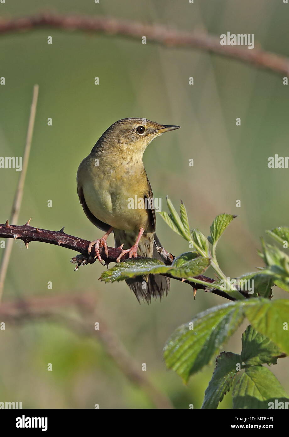 Western Grasshopper-Warbler (Locustella naevia naevia) erwachsenen männlichen thront auf dornbusch Eccles-on-Sea, Norfolk, Großbritannien Stockfoto