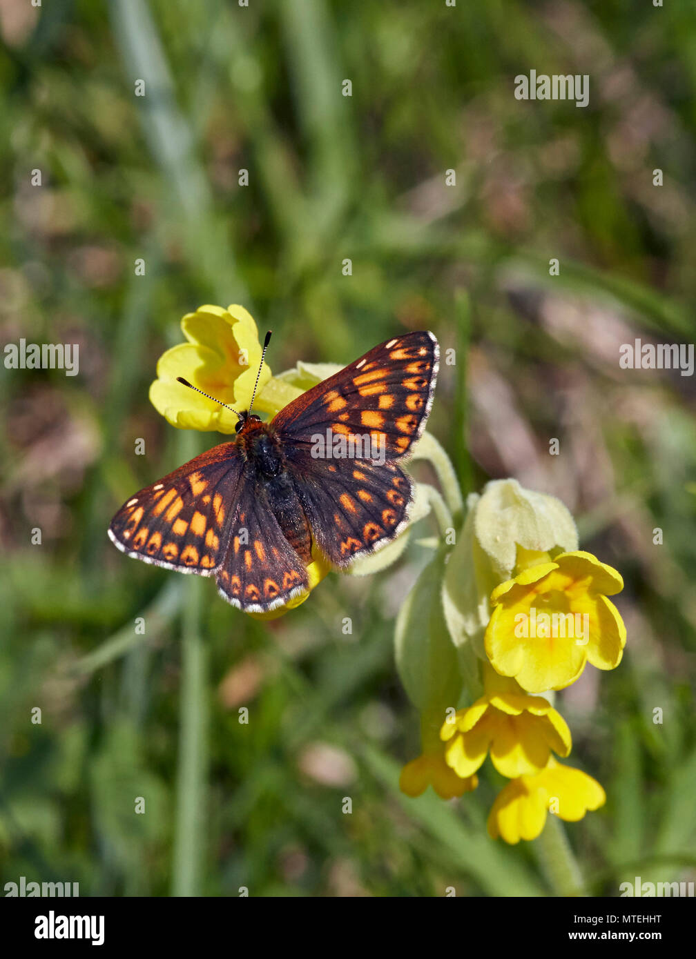 Herzog von Burgund Schmetterling auf schlüsselblumenblüten. Noar Hill Nature Reserve, Selborne, Hampshire, England. Stockfoto