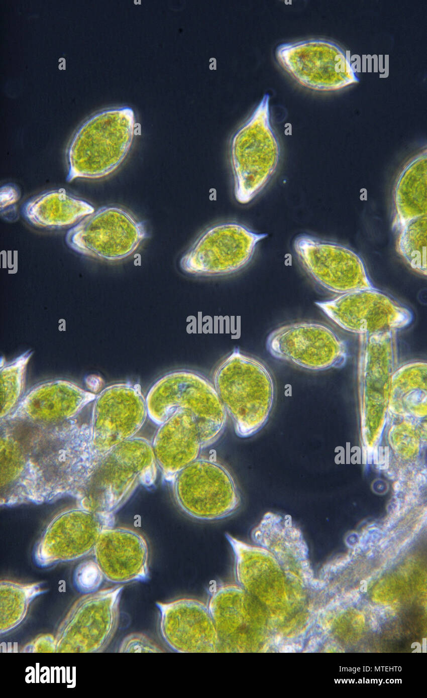 Euglena sp. Algen. Algen. motivieren. Sarcomastigophora. Protozoen. Optische Mikroskopie Stockfoto