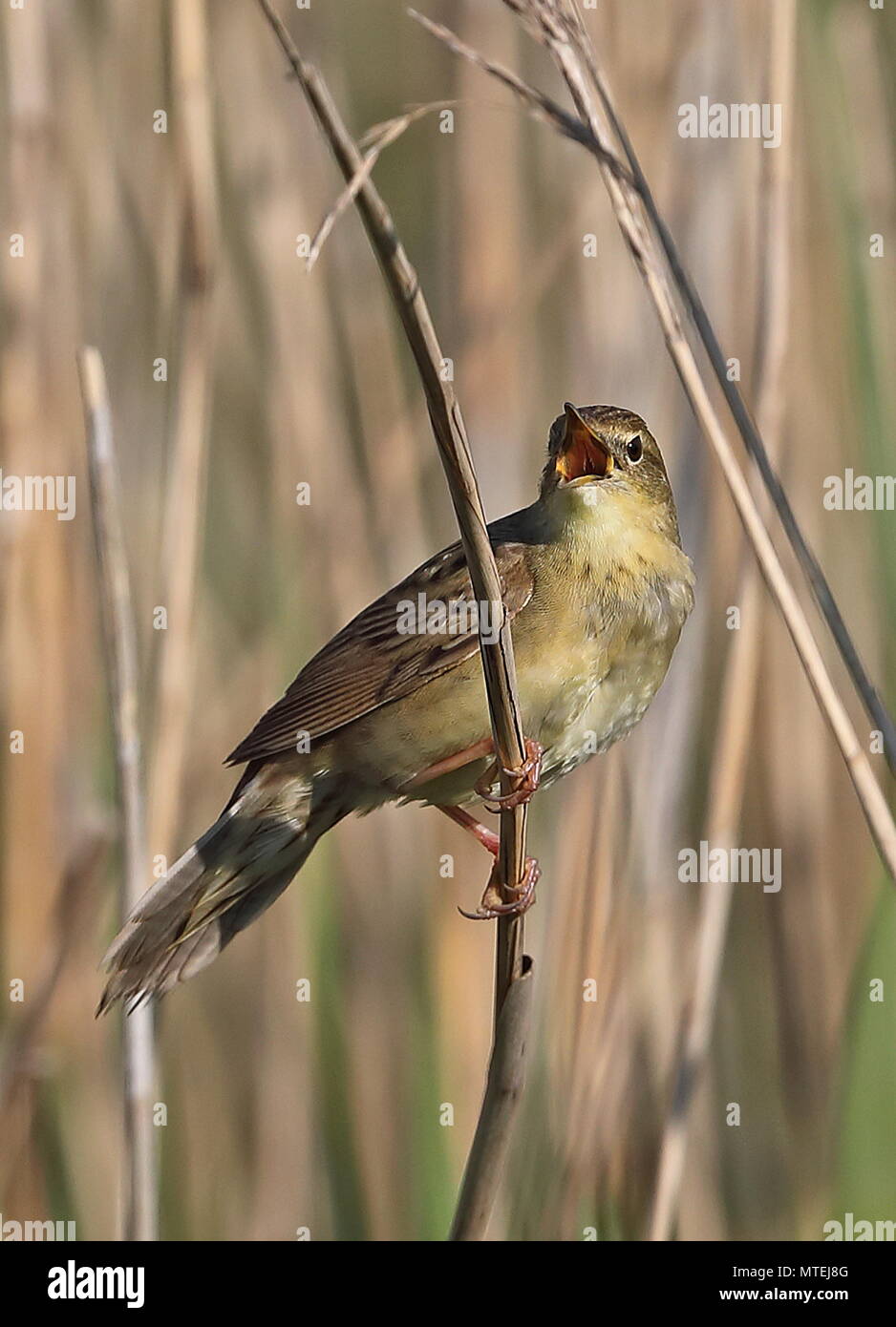 Western Grasshopper-Warbler (Locustella naevia naevia) erwachsenen männlichen Gesang von Reed Eccles-on-Sea, Norfolk, Großbritannien Stockfoto