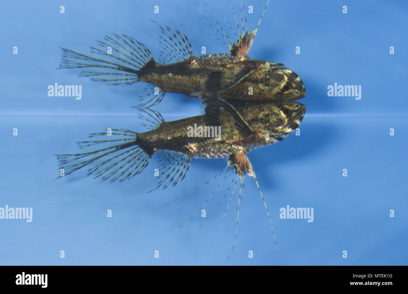 Betriebsprüfungen in Schmetterlingsfisch, Pantodon buchholzi, Süßwasser Falterfische, afrikanische Falterfische, Le Poisson-Papillon d'eau Douce. Stockfoto