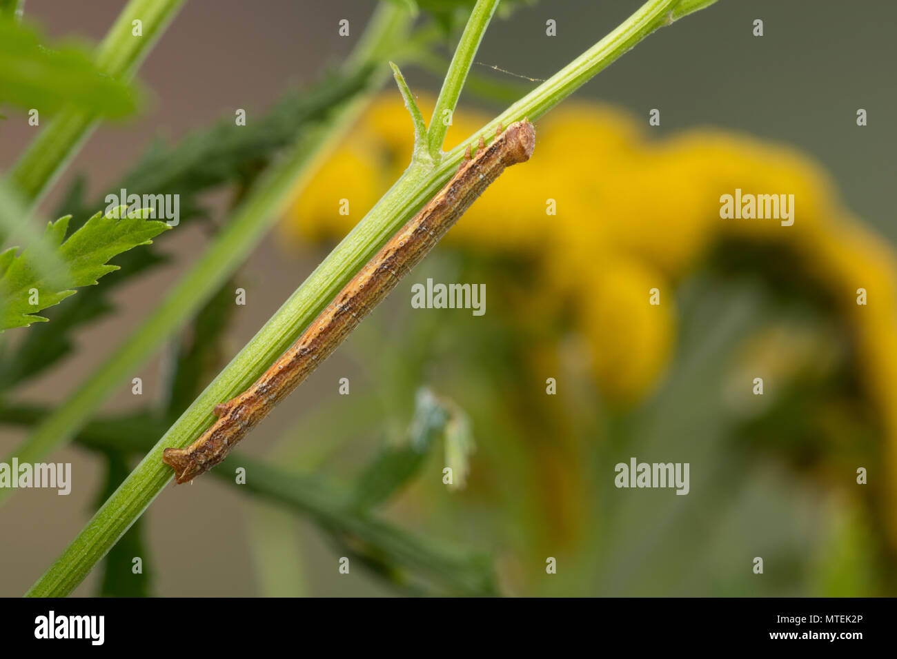 Heidespanner, Heide-Spanner, Heideland-Tagspanner, Heidekraut-Spanner, Heidekrautspanner, Raupe frisst ein Rainfarn, Ematurga atomaria common Heath, h Stockfoto