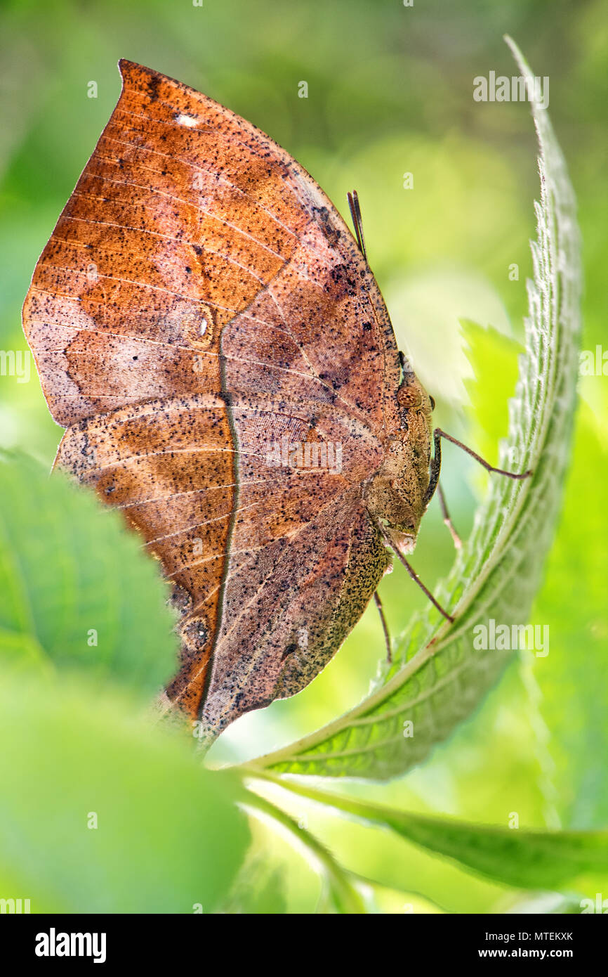 Herbst Blatt Flügel Schmetterling - Doleschallia bisaltide, schöner Schmetterling aus Südostasien und Australien. Stockfoto