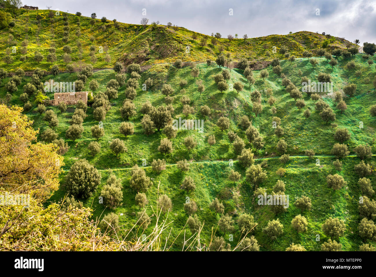 Olivenhaine, Netze unter den Bäumen für die Ernte, Aspromonte National Park, in der Nähe von San Lorenzo, Kalabrien, Italien Stockfoto