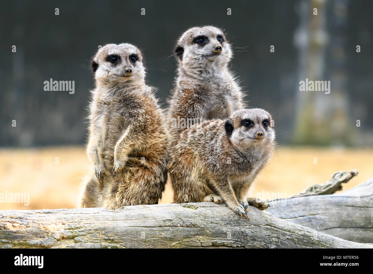 Süße Erdmännchen stehend Stockfoto