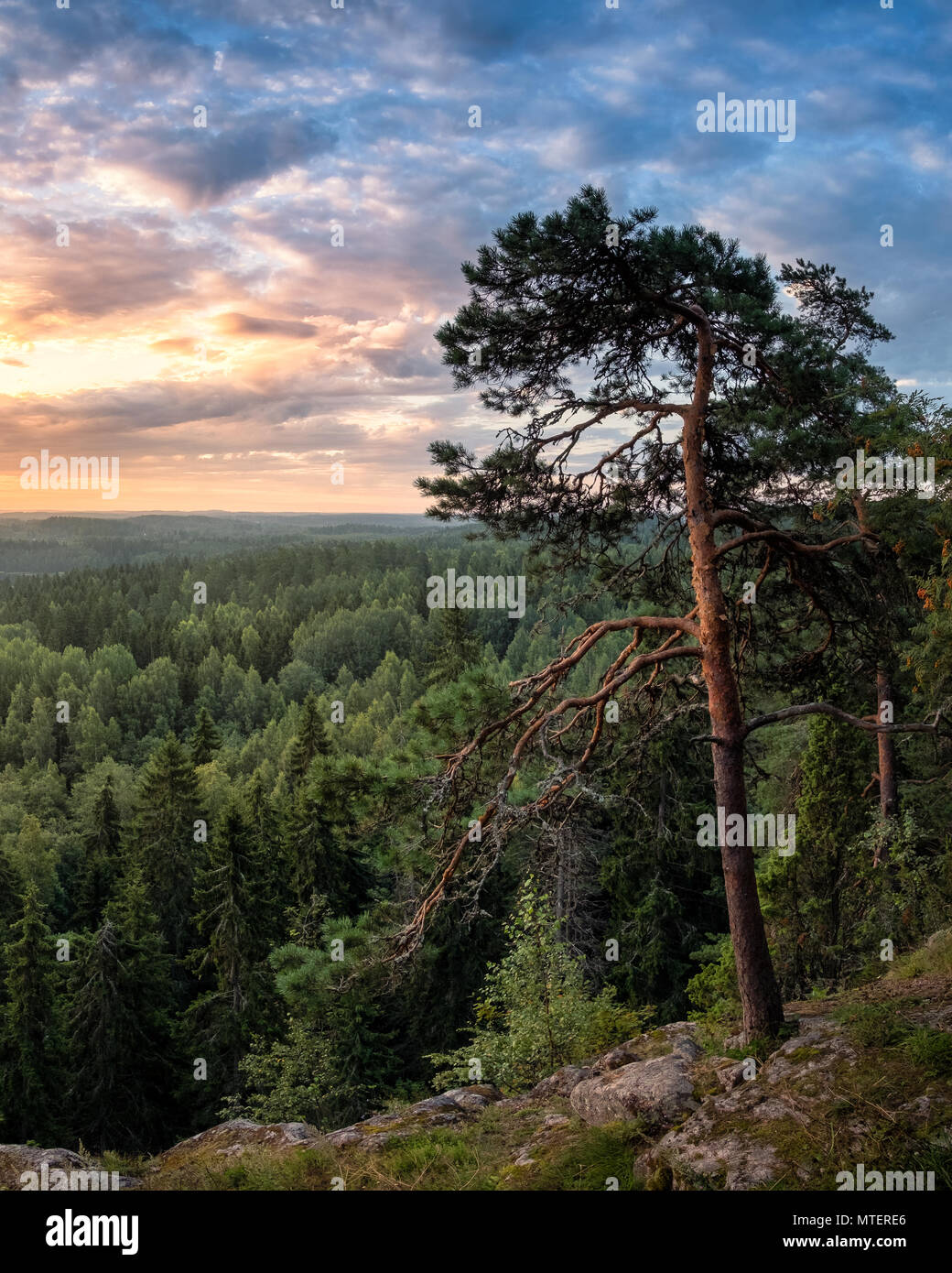 Einen herrlichen Blick auf den Wald mit Sunrise und Kiefer an friedlichen Morgen im Nationalpark Finnland Stockfoto