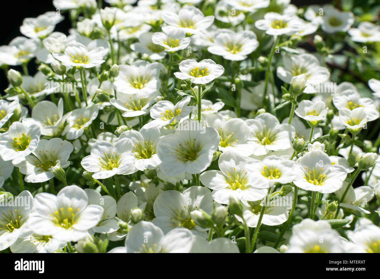 Saxifraga Touran große weiße Steingarten Pflanzen Stockfotografie - Alamy
