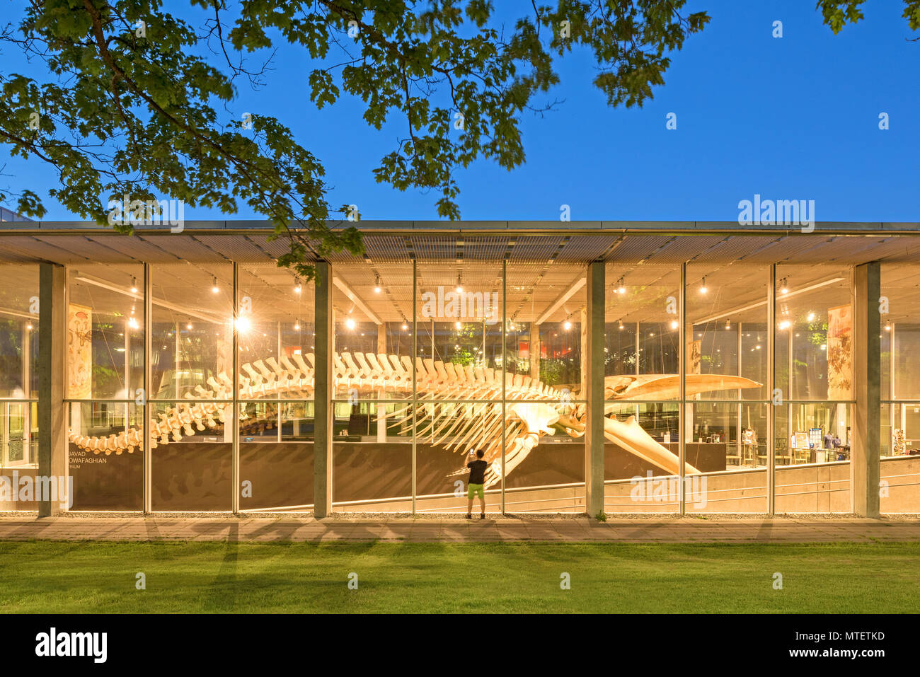 Beatty Biodiversität Museum, der Universität von British Columbia, Vancouver, Kanada Stockfoto