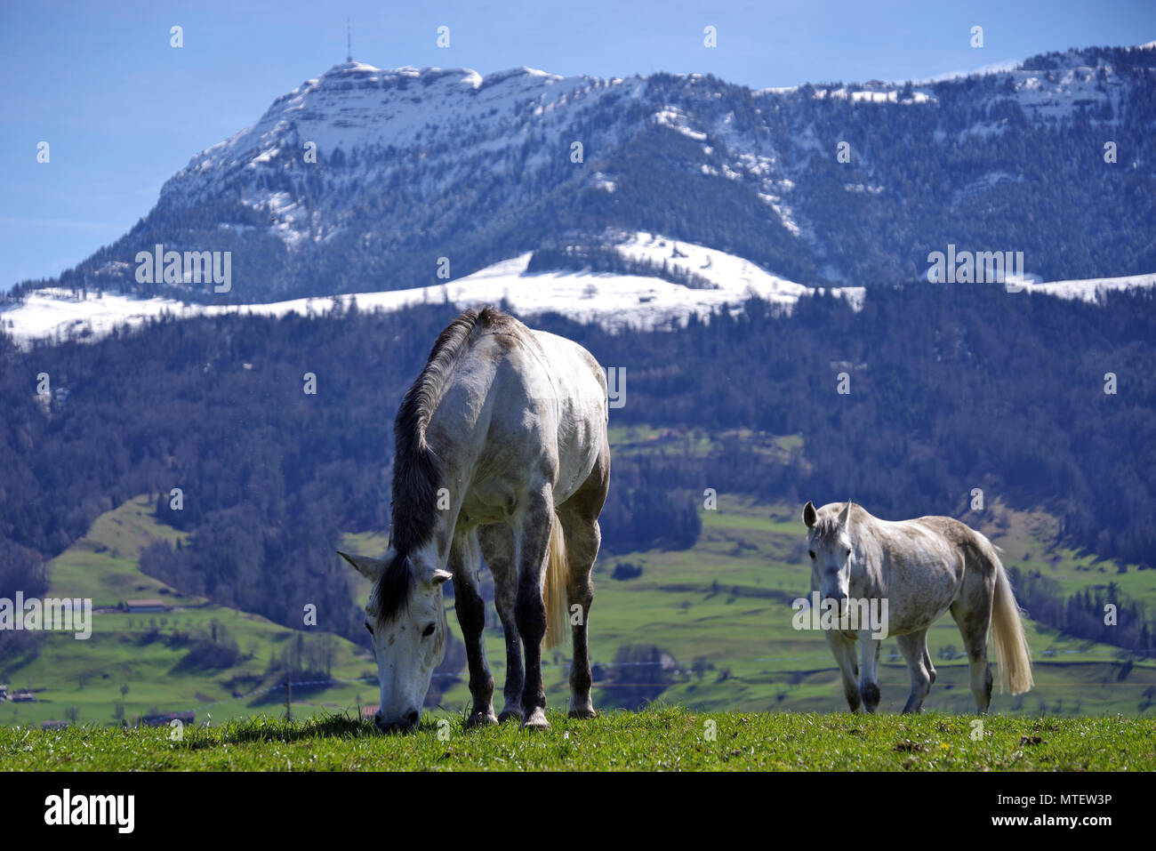 Weiße Pferde vor Berg Rigi in der Schweiz Stockfotografie - Alamy