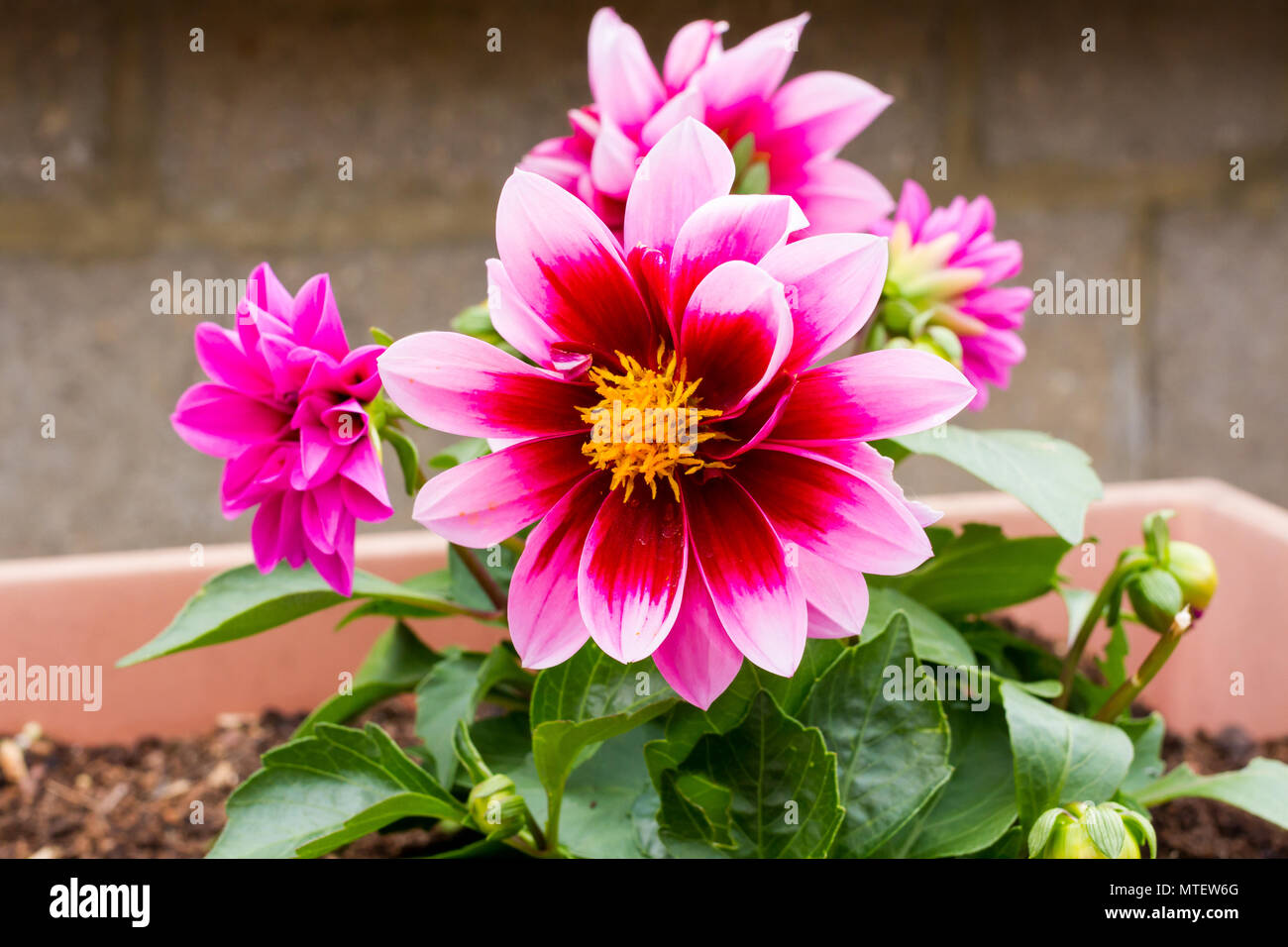 Amazonas Blumen Stockfotos und -bilder Kaufen - Alamy