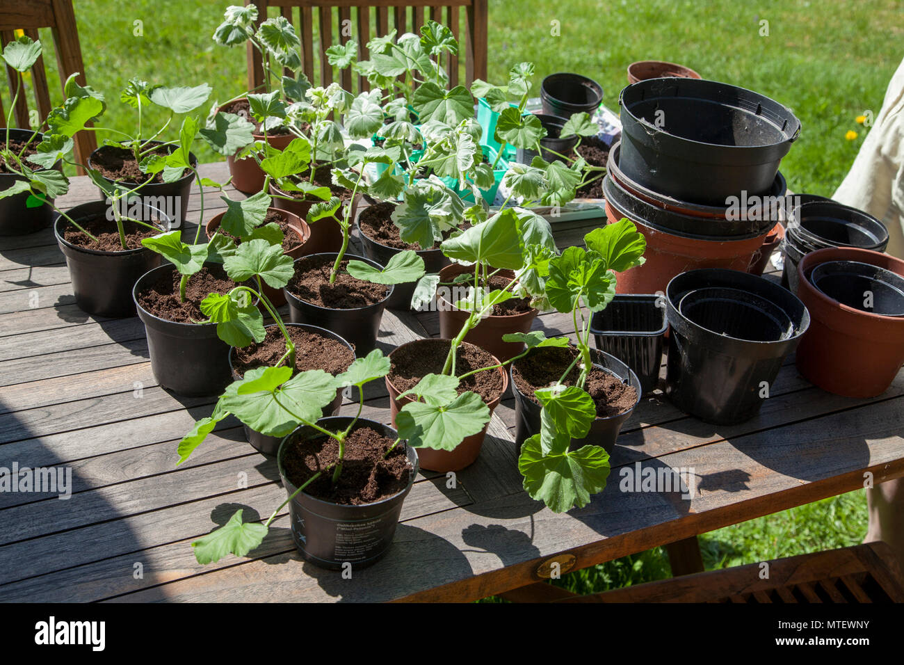 PELARGON Stecklinge werden in Töpfe gepflanzt 2018 Stockfoto