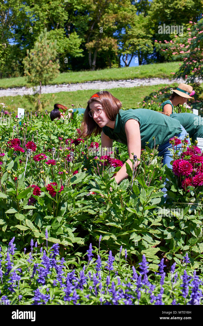 Gärtner tendenziell die Dahlien in den Gärten am See Konstanz Mainau Stockfoto