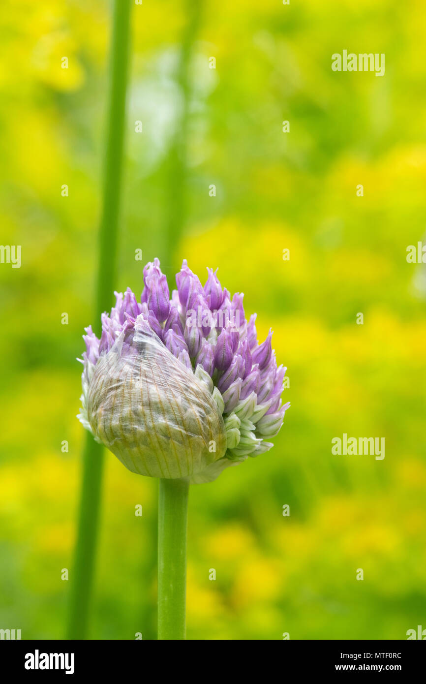 Flower opening Fotos und Bildmaterial in hoher Auflösung Alamy