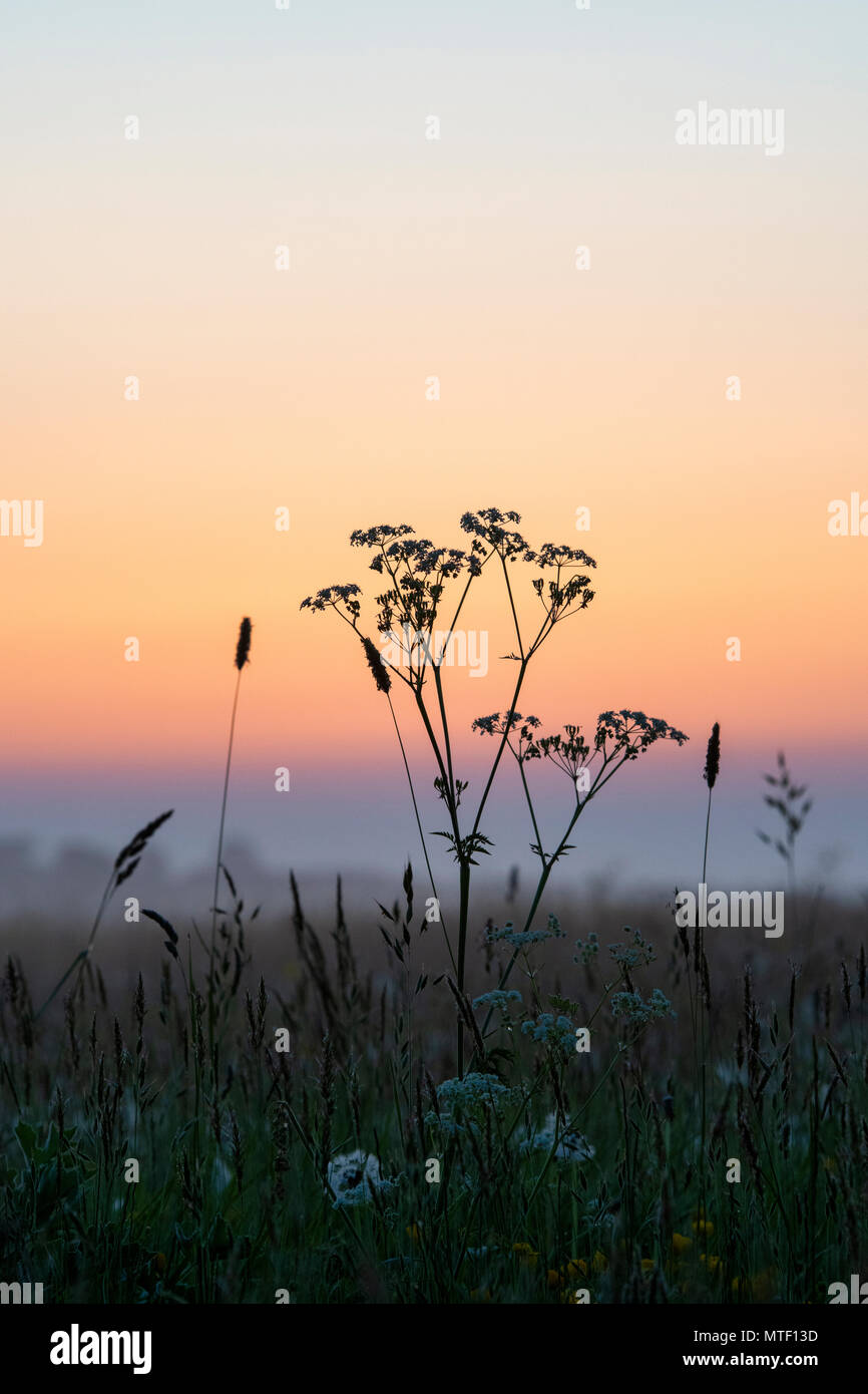 Anthriscus sylvestris. Kuh Petersilie Silhouette in der englischen Landschaft kurz vor Sonnenaufgang im Frühling. Cotswolds, Oxfordshire, England Stockfoto