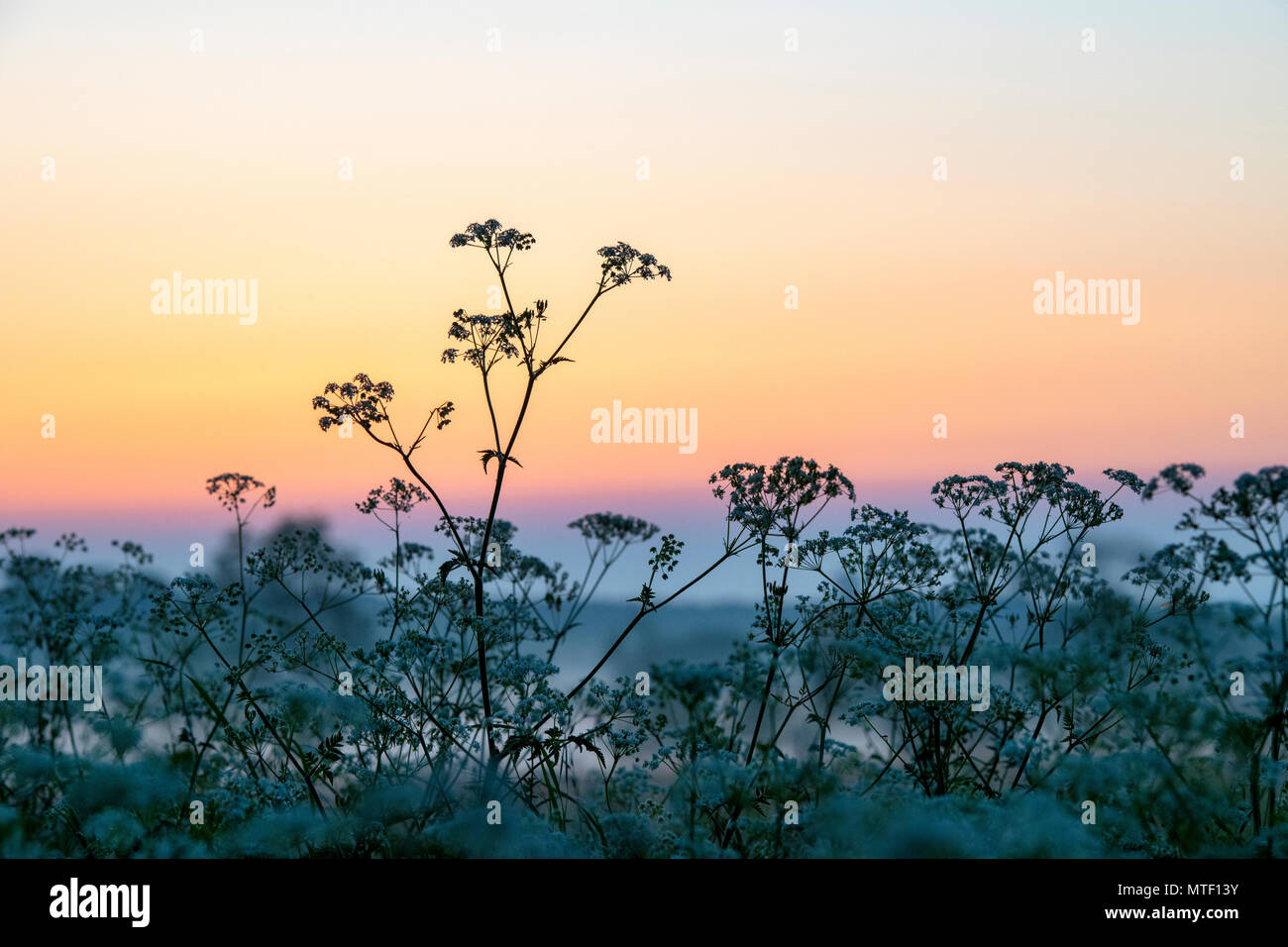 Anthriscus sylvestris. Kuh Petersilie Silhouette in der englischen Landschaft kurz vor Sonnenaufgang im Frühling. Cotswolds, Oxfordshire, England Stockfoto