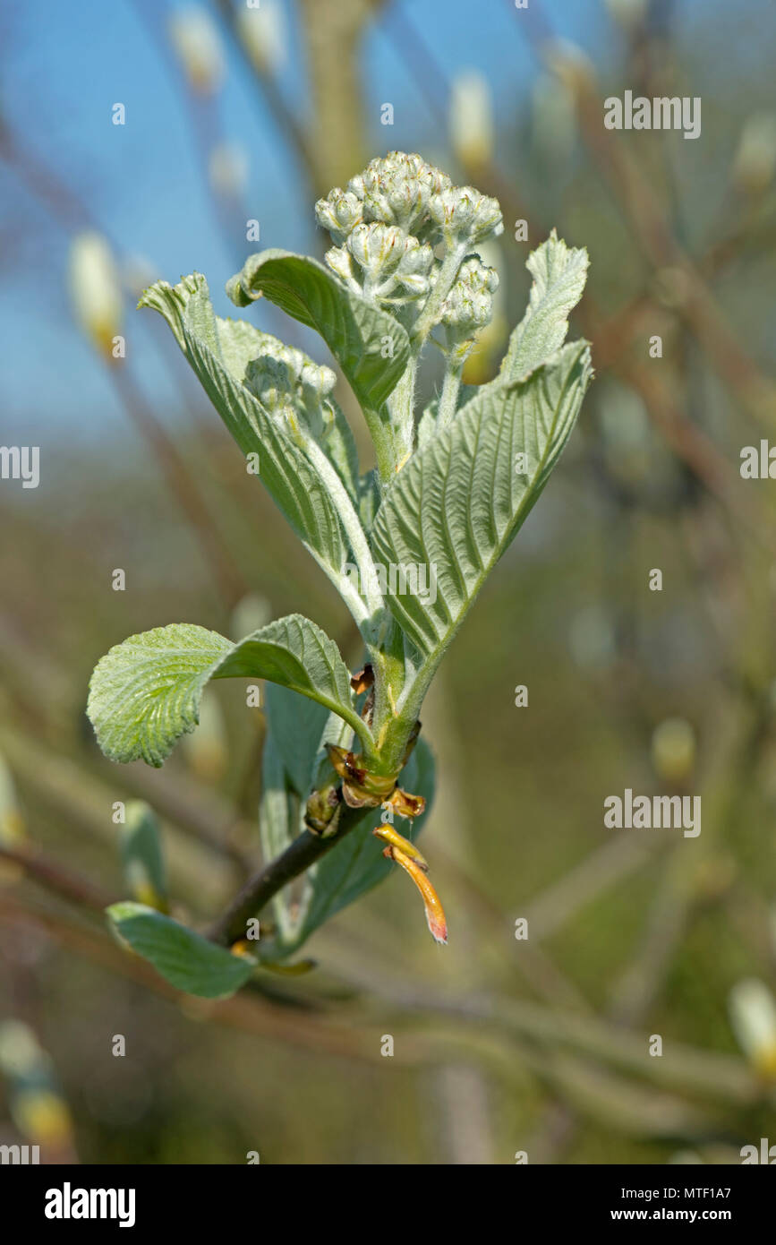Neue, junge Blätter und die Knospe der Gemeinsamen whitebeam, Sorbus aria, im frühen Frühling ausklappen, April Stockfoto