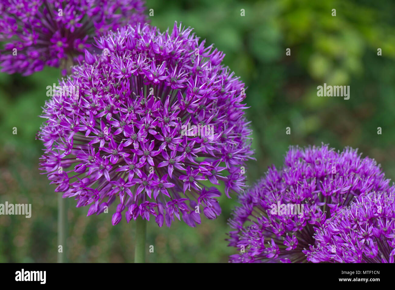 Kugelförmige blütenköpfe von Allium 'Purple Sensation' hoch bauchige beständigen Garten Pflanzen, kann Stockfoto