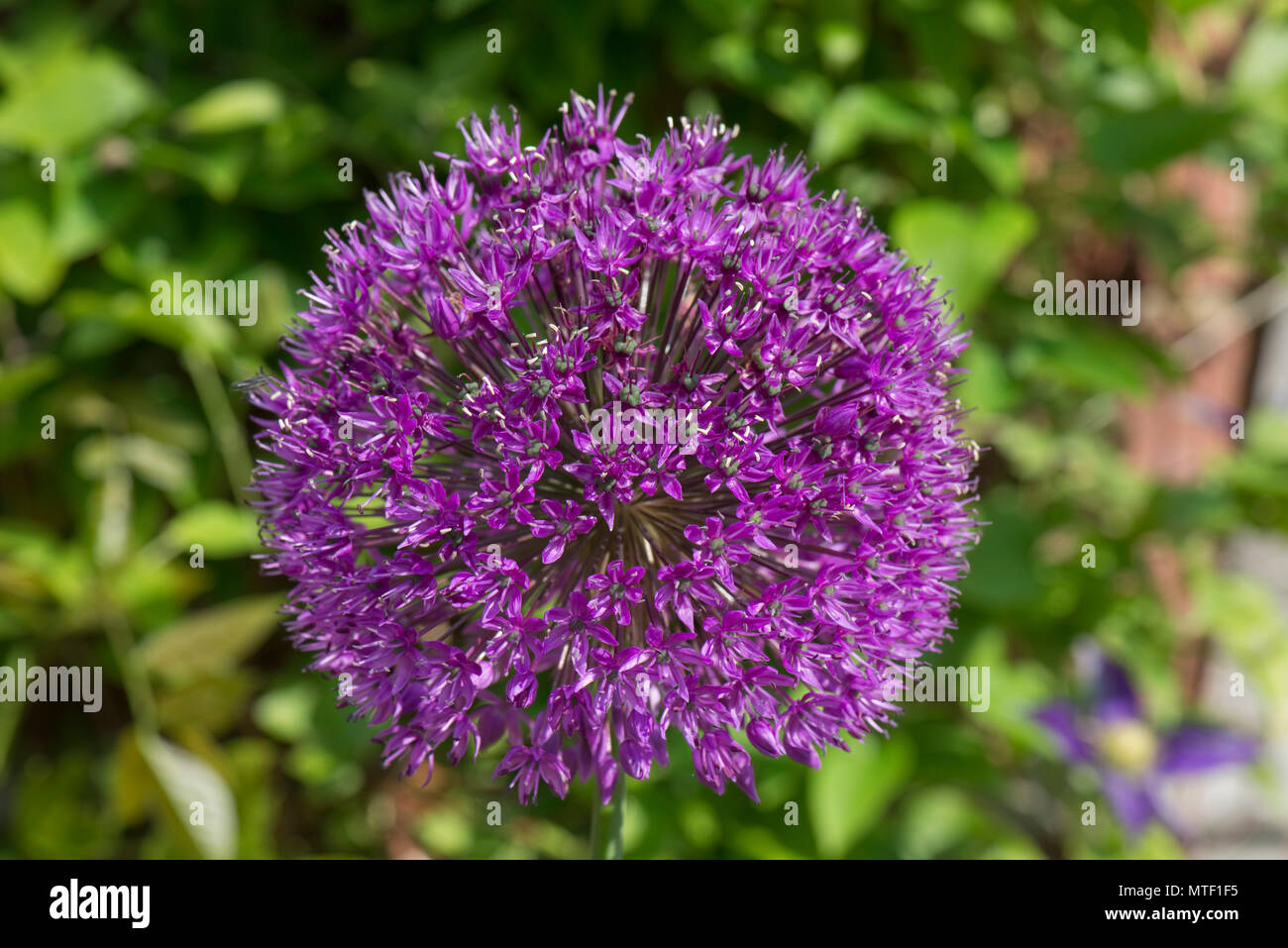 Kugelförmige blütenköpfe von Allium 'Purple Sensation' hoch bauchige beständigen Garten Pflanzen, kann Stockfoto