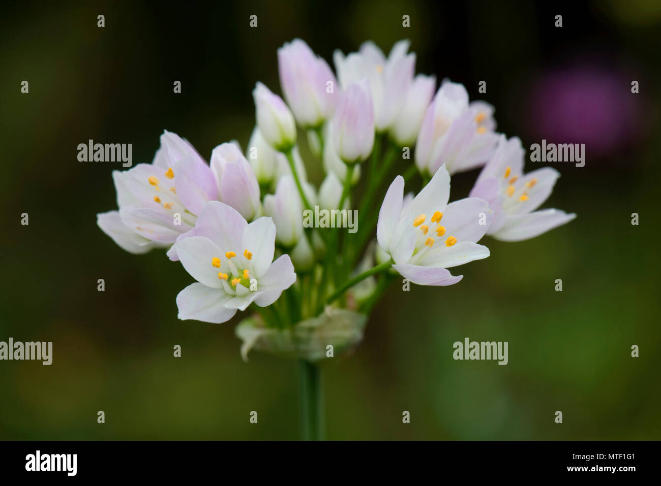 Rosa Knoblauch, Allium roseum, dolde rosa Blumen auf einem kleinen Knoblauch duftenden Garten Pflanze, kann Stockfoto