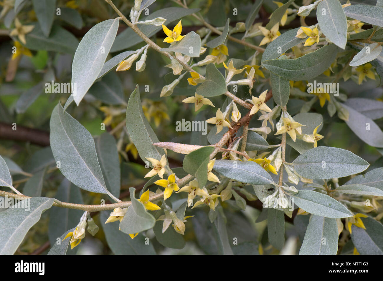 Elaeagnus angustifolia 'Quicksilver' mit grau-grünen Blättern und duftenden aromatischen kleine gelbe Blüten, Mai Stockfoto