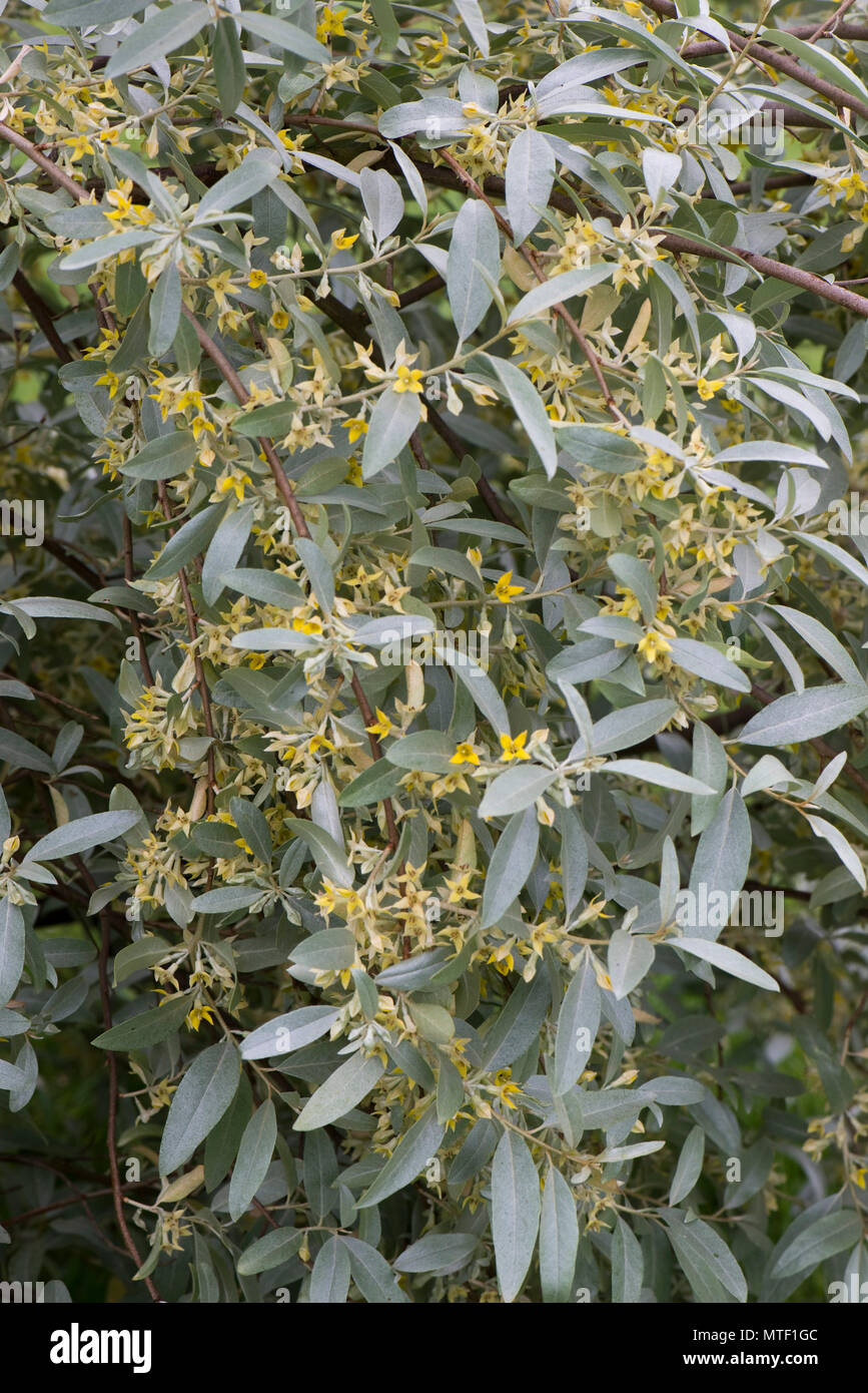 Elaeagnus angustifolia 'Quicksilver' mit grau-grünen Blättern und duftenden aromatischen kleine gelbe Blüten, Mai Stockfoto