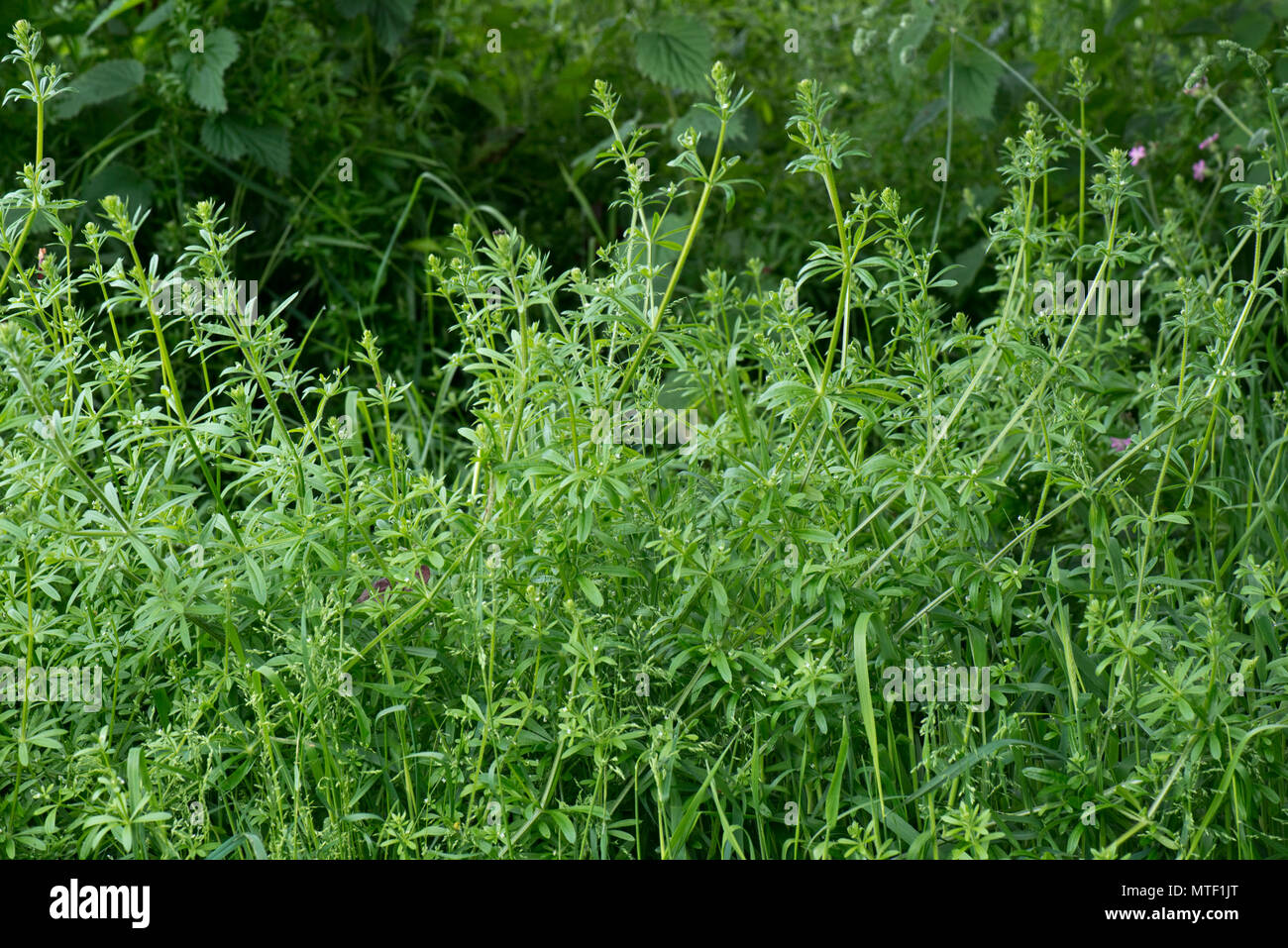 Hackmesser, Goosegrass, stickyweed, Galium aparine, rasch wachsende anderer Vegetation im Frühjahr zu ersticken, kann Stockfoto