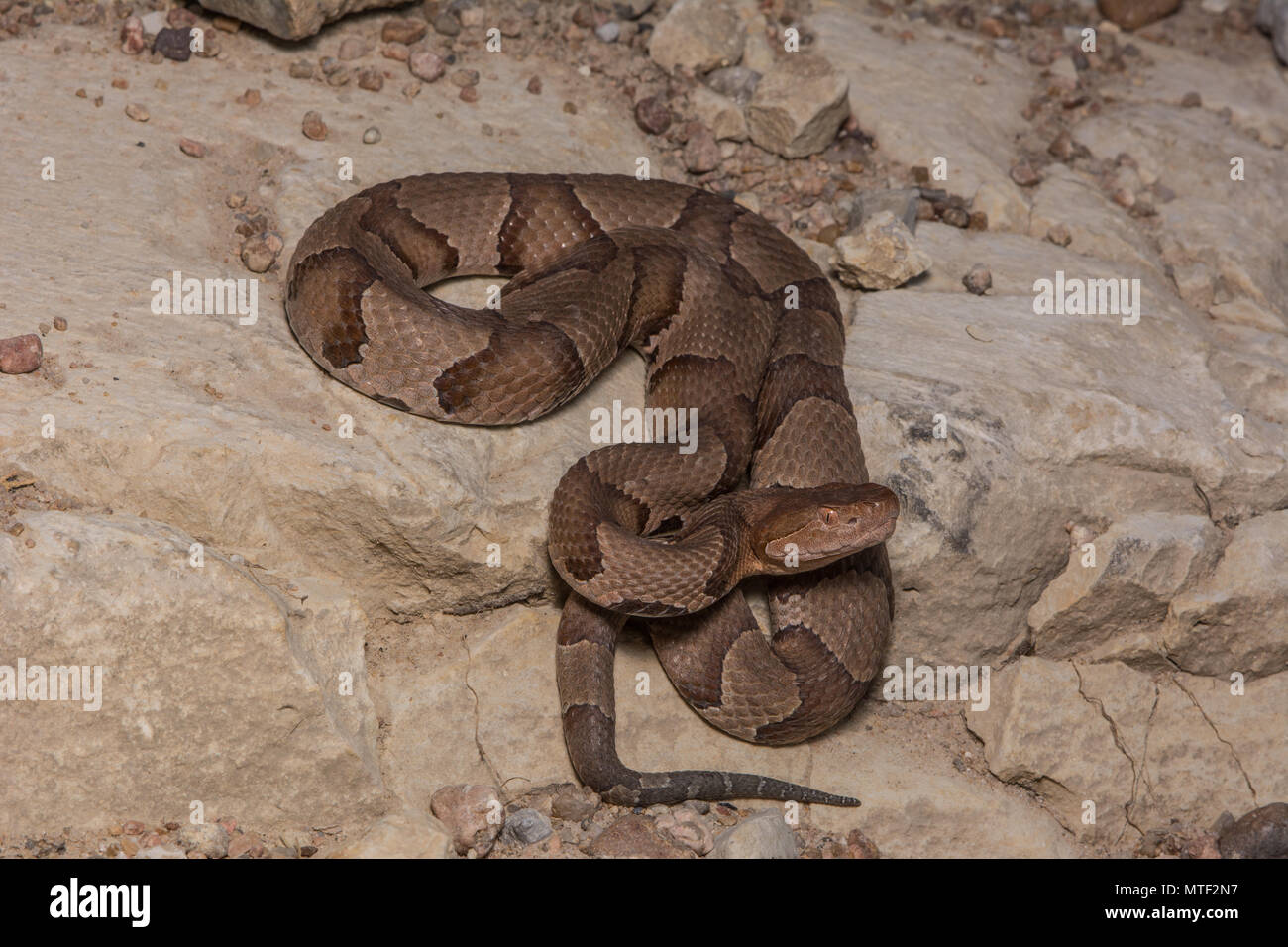 Northern Copperhead (Agkistrodon contortrix) von Gage County, Nebraska, USA. Stockfoto