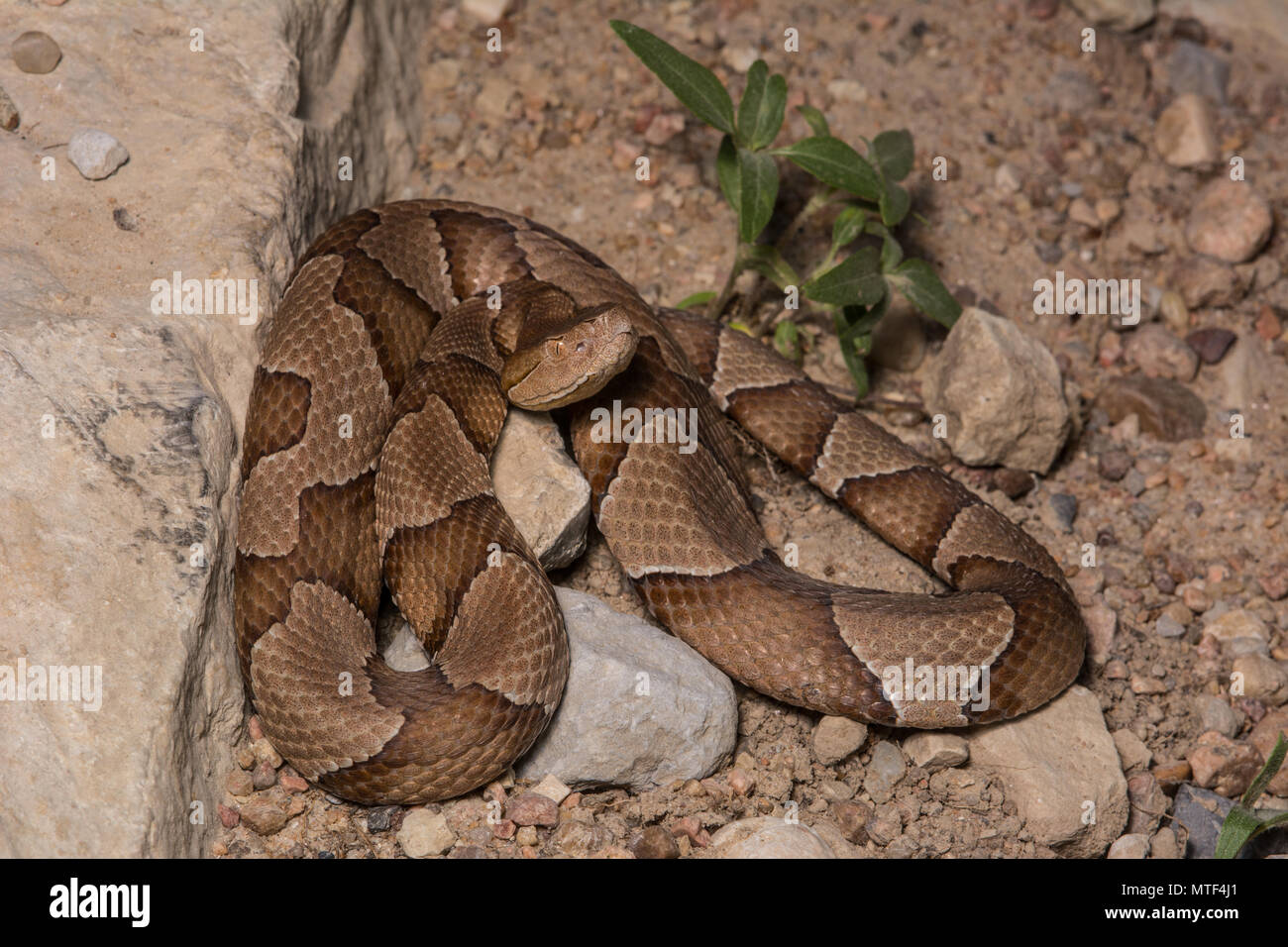 Northern Copperhead (Agkistrodon contortrix) von Gage County, Nebraska, USA. Stockfoto