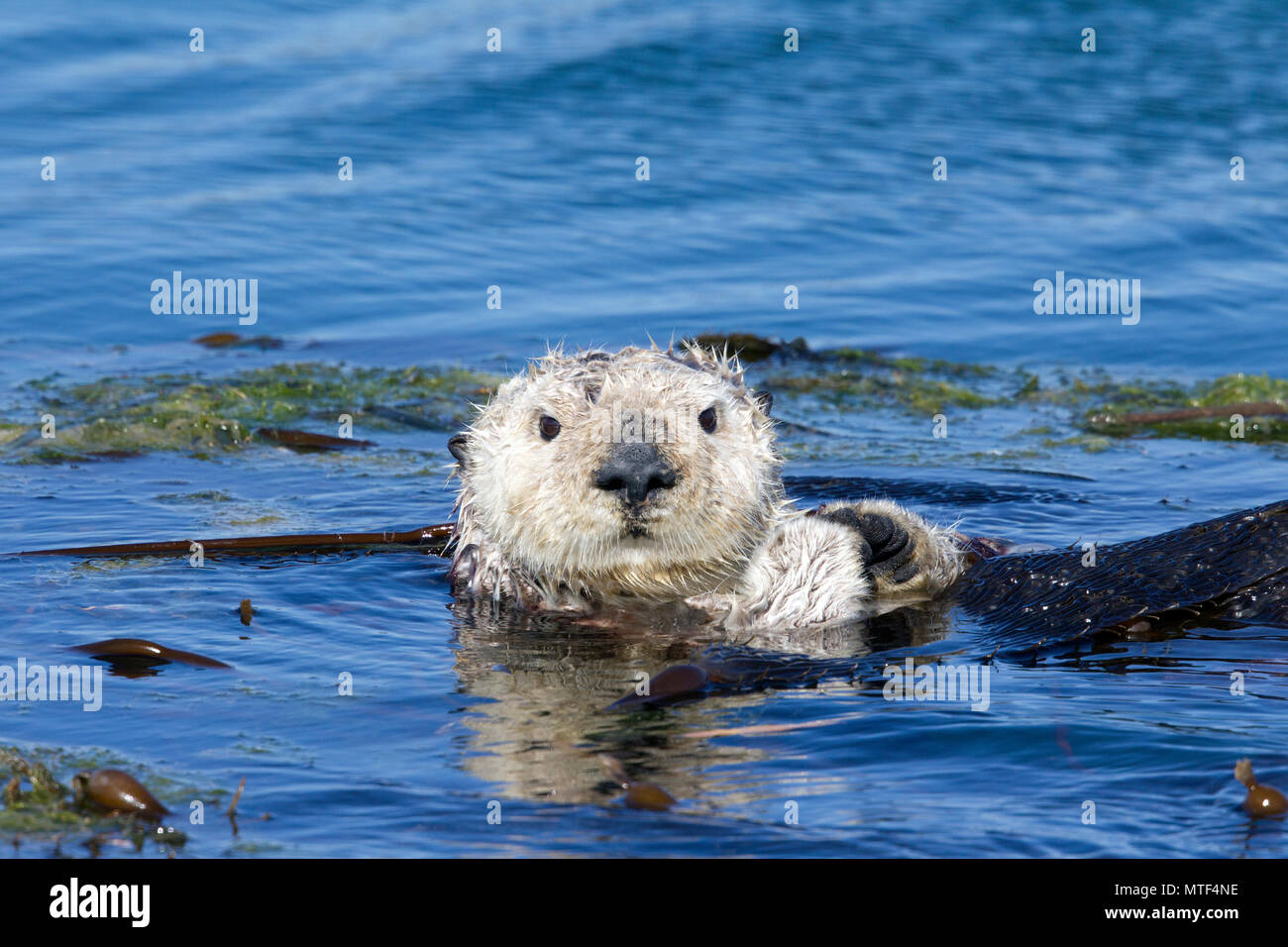 Sea Otter an Kamera Stockfoto