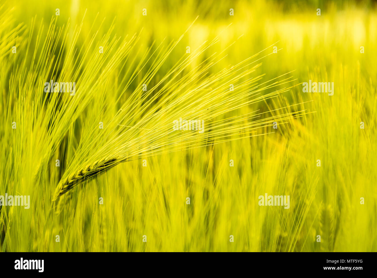 Grüne Weizen gegen detaillierte schießen. Stockfoto