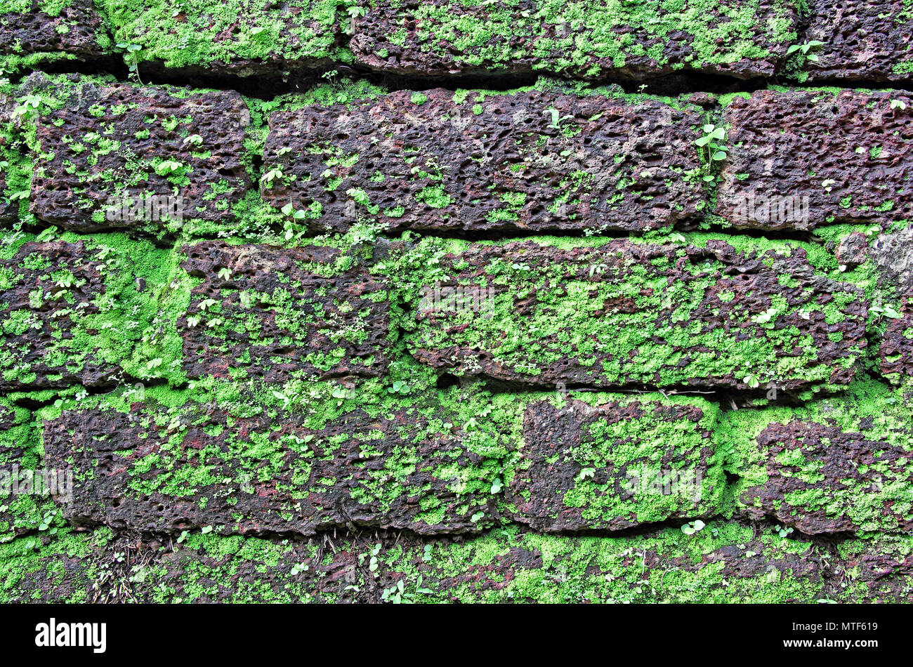 Hintergrund der laterite stone wall mit Gras und Moos Wachstum bilden schöne Muster auf dem Gesicht Stockfoto