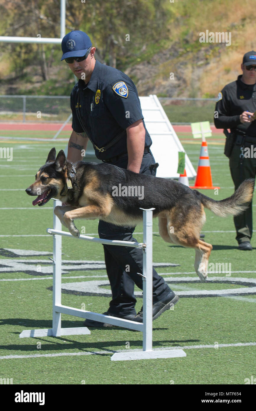 Polizisten John otterness, Bakersfield Polizei-Abteilung Canine Unit, lässt seinen Hund, Rico, durch ein Hindernis für das 1. jährliche Stadt Oceanside Öffentliche Sicherheit Fair El Camino High School Football Feld in Oceanside, Kalifornien, 22. April 2017. Stockfoto