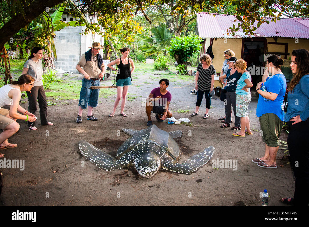 Vortrag am Biosphere Citizen Science Projekt zum Schutz von Meeresschildkröten in Costa Rica. Der Wissenschaftler Fabian Carrosco macht die Gruppe anhand des Vollformatmodells mit den Aktivitäten vertraut, die sie im Dunkeln der Nacht am lebenden Objekt selbst durchführen müssen Stockfoto