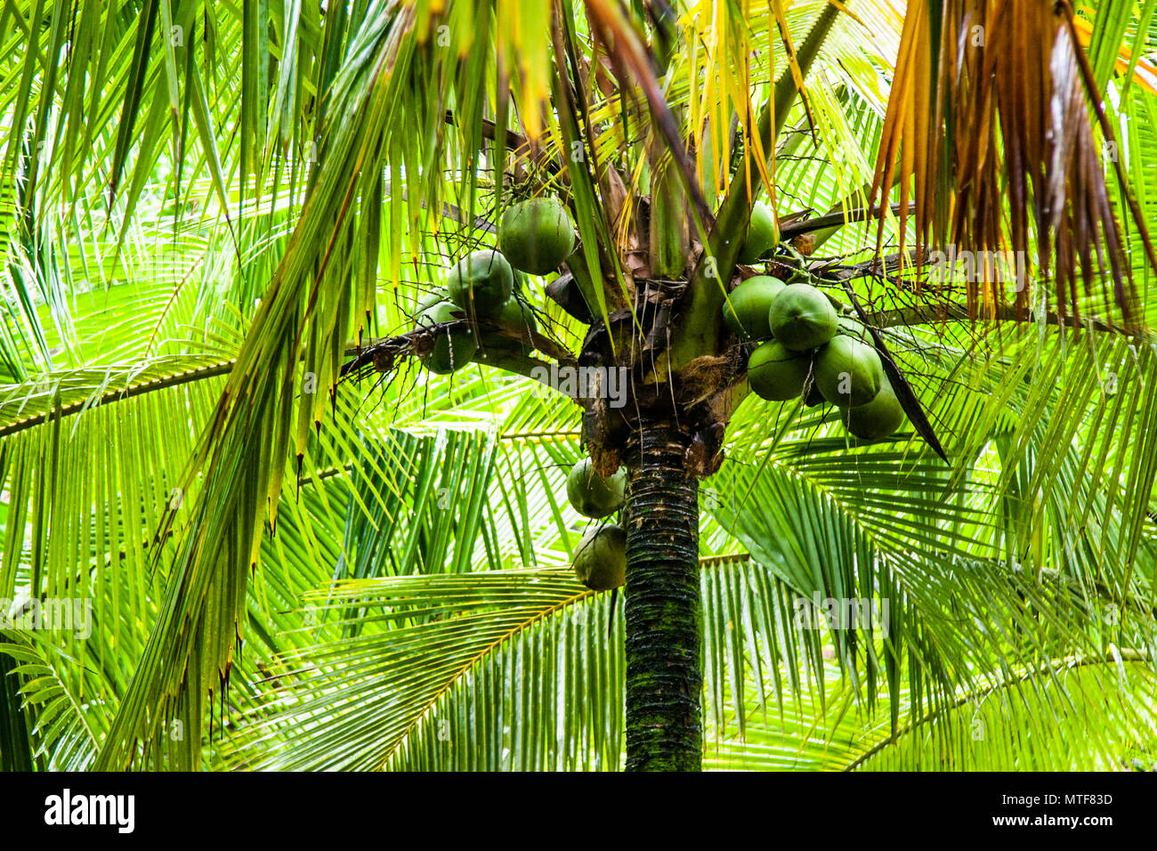 Kokosnüsse auf dem Baum in Costa Rica Stockfoto