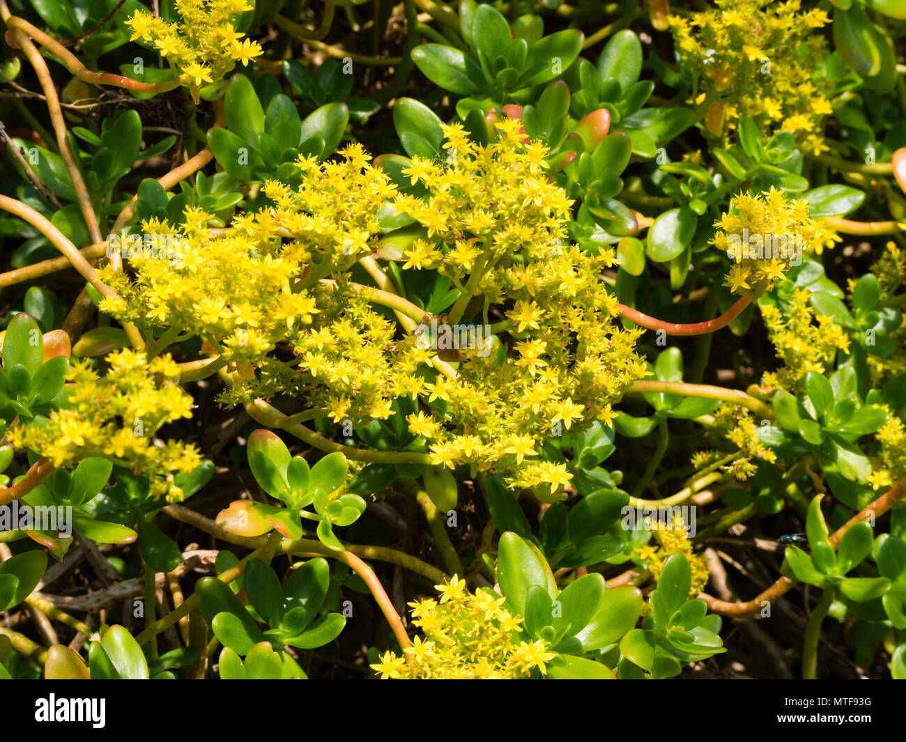 Gelb, Anfang Sommer Blumen der größeren Mexikanischen Mauerpfeffer, Sedum praealtum, Strauchigen, winterharte Sukkulenten Stockfoto