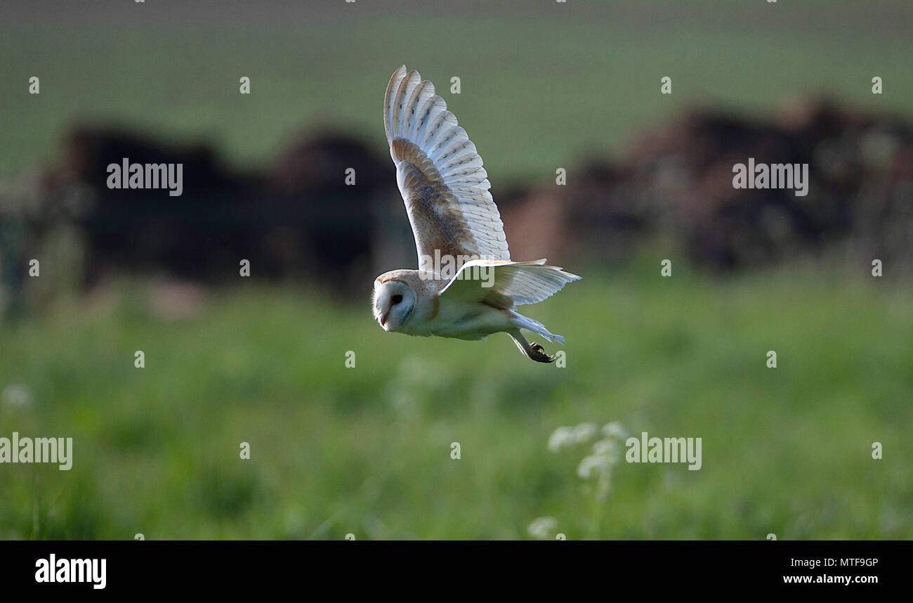 Schleiereule (Tyto alba) im Flug über ein Feld. Ayton, West Yorkshire, UK. Stockfoto