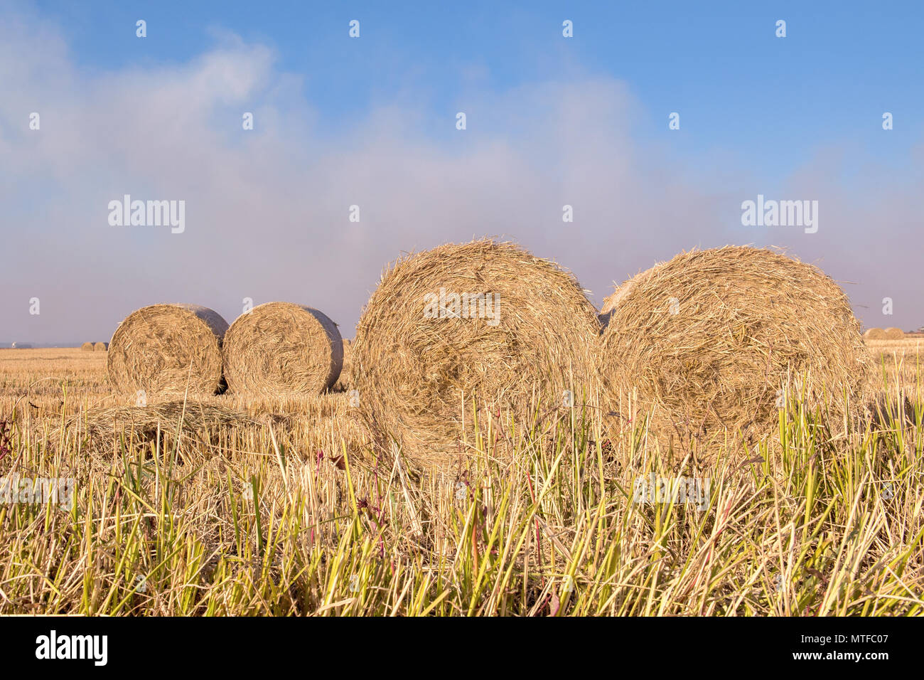 Große runde Heuballen sitzen nach der Ernte in einem goldenen Feld unter einem klaren blauen Himmel. Stockfoto