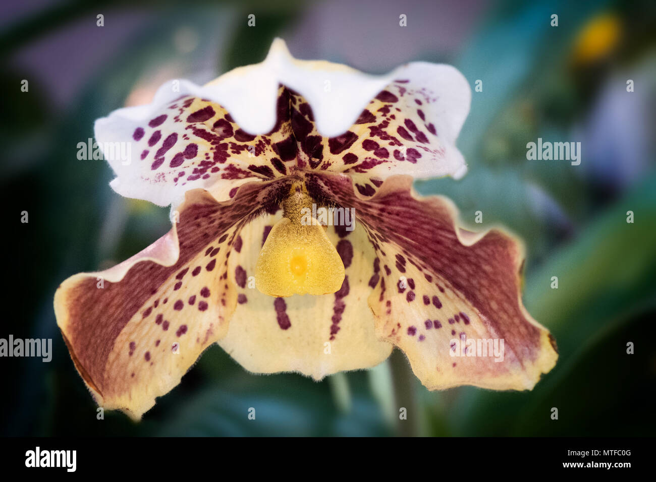 Nahaufnahme von Orchidee Blume Stockfoto