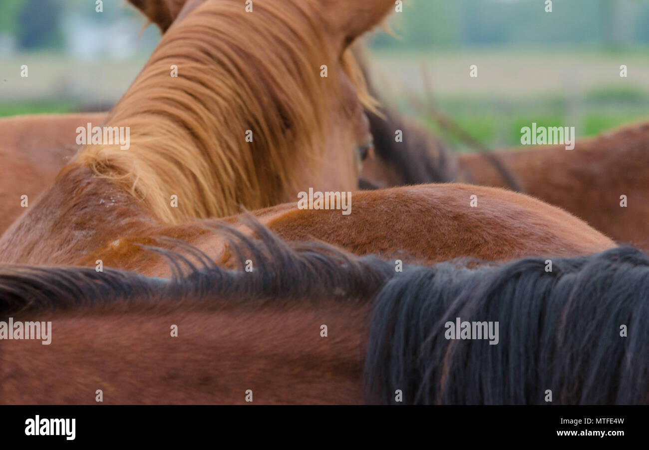 Alle zukünftigen Stars sind in Ontario gewachsen aus dem Tannenfels stabil Stockfoto