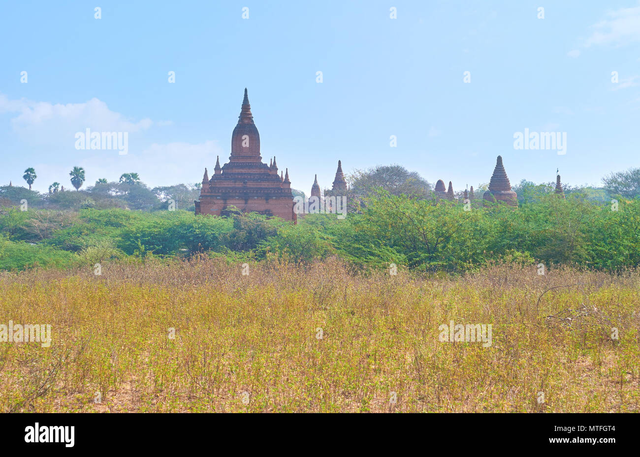 Türme des buddhistischen Tempeln über Krone der Bäume auf Bagan archäologische Stätte dominiert werden, Myanmar Stockfoto