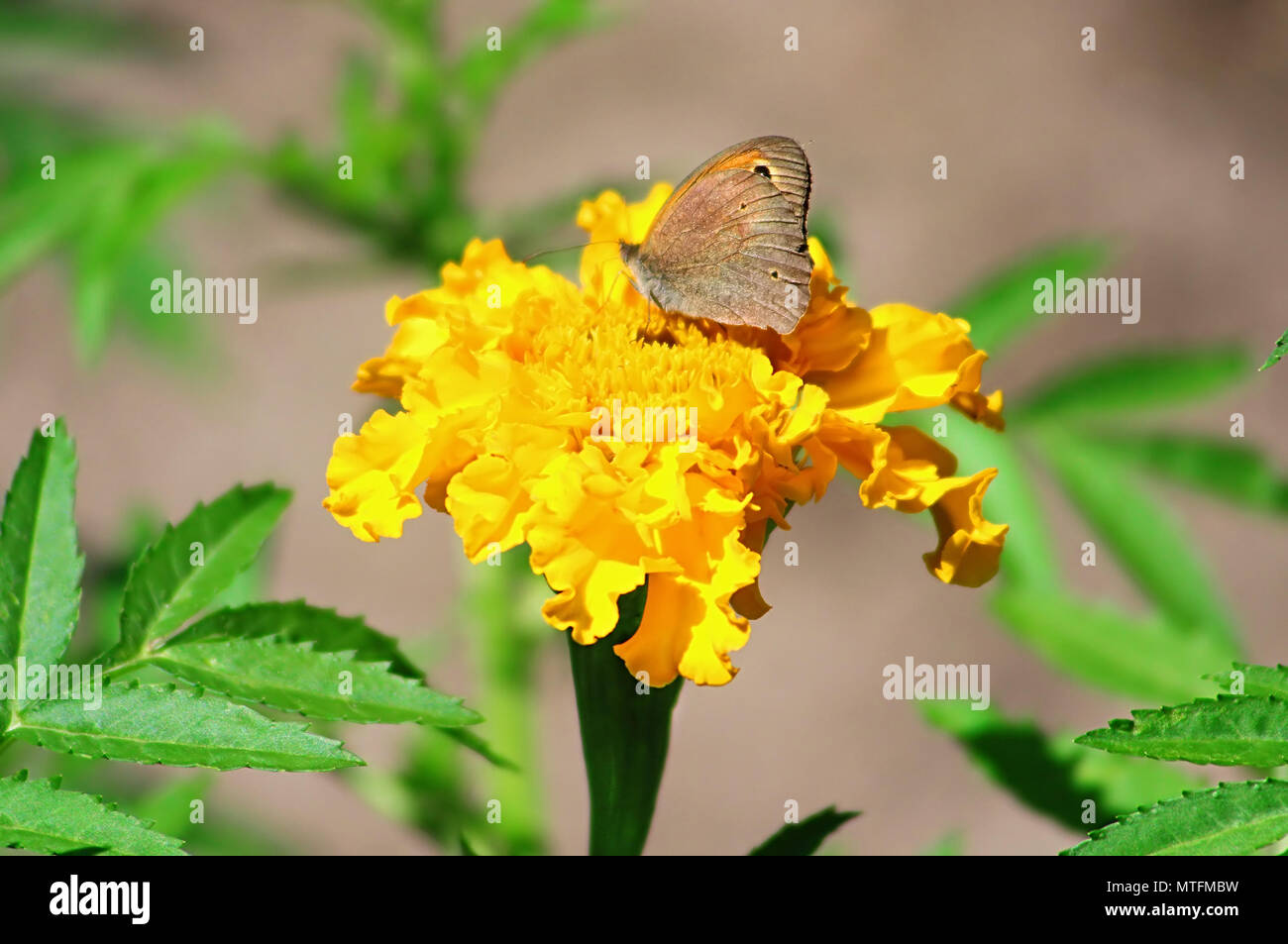 Nordwand braune Schmetterling (Lasiommata petropolitana) auf die Ringelblume Blume Stockfoto