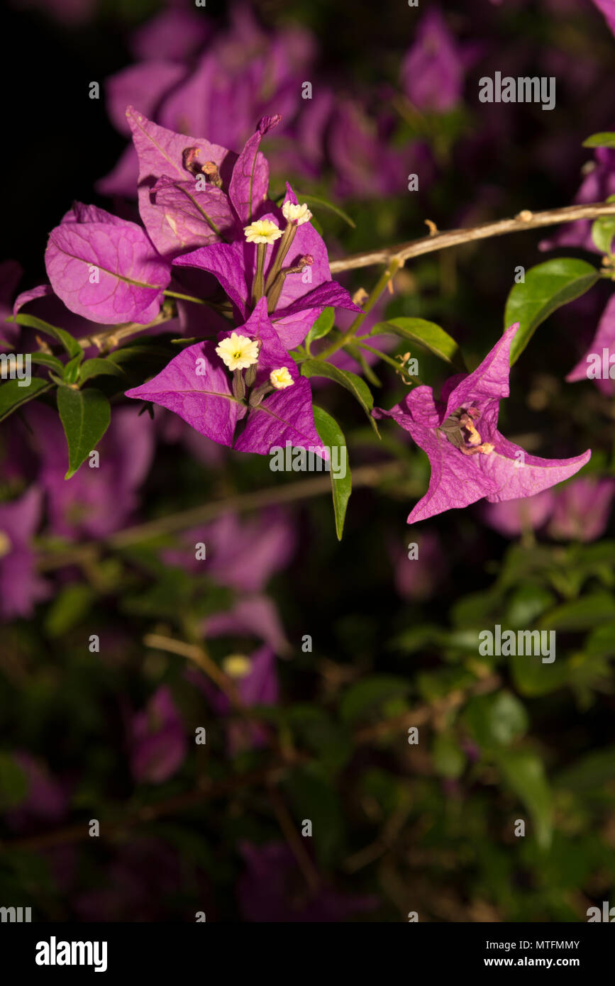 Paperflower (Bougainvillea glabra) Stockfoto